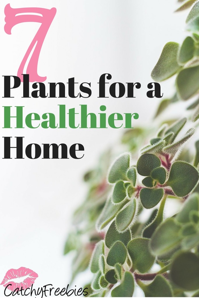 houseplants for a healthy home catchyfreebies pint
